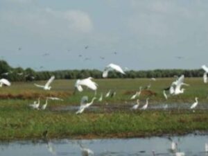 Chau Doc – Nui Cam – Tra Su (CD01)